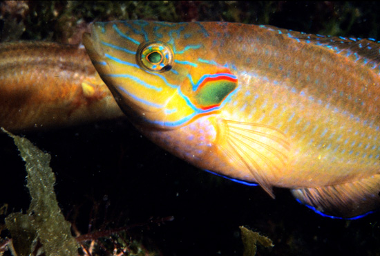 Symphodus ocellatus (Tordo ocellato)